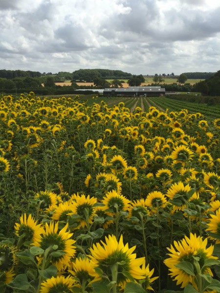Sunflowers at Malt Kiln Farm